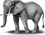 elephant