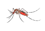 Mosquito