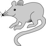 mouse